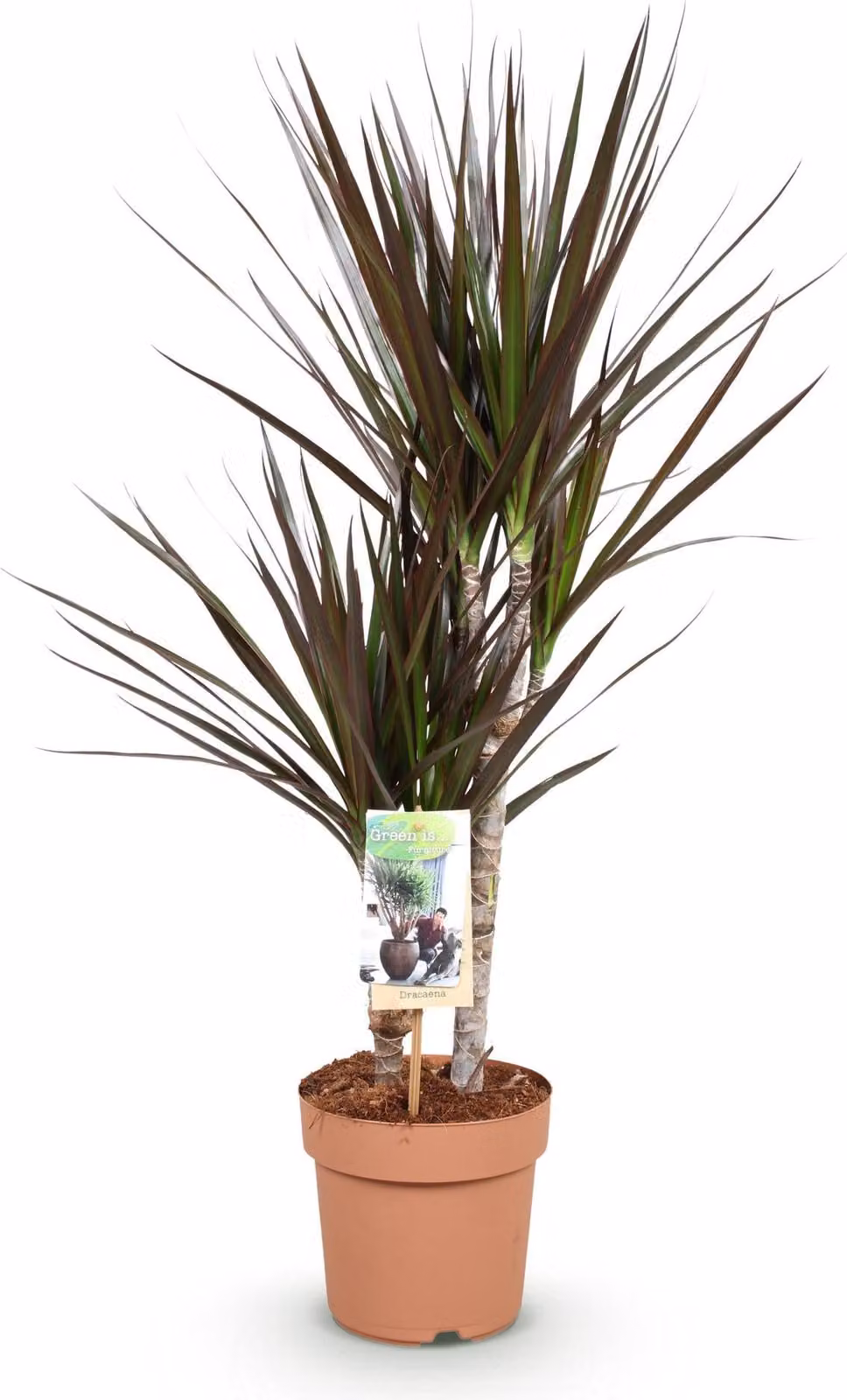 Dracaena Magenta - Albero del sangue di drago - 17cm - Altezza 70-80cm - Pianta