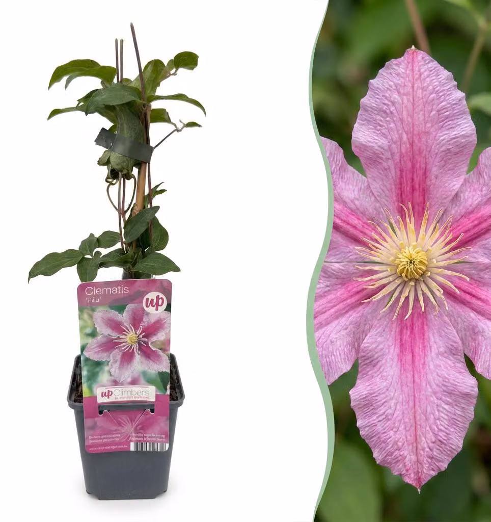 Clematide Piilu - Clematide selvatica - Bianca - Rosa - Pianta rampicante | 4 pezzi - 25-35cm - Ø9cm - Pianta da giardino
