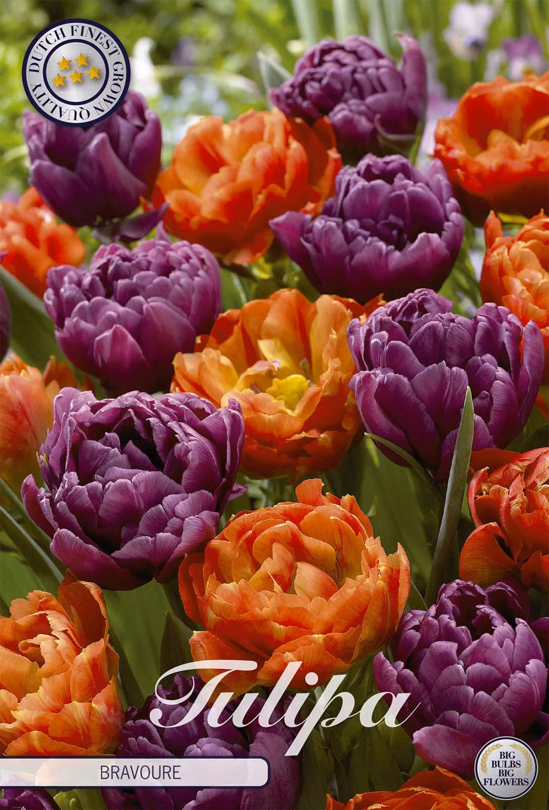 Tulipano Bravoure (10 bulbi) | Bulbi di tulipano di Sam van Schooten