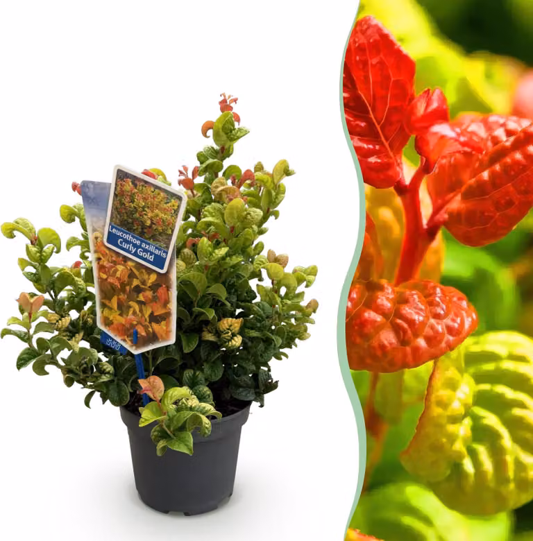 Leucothoe Curly Gold - Giallo - Sempreverde - Bassa manutenzione - 30-40cm - Ø17cm - Pianta da giardino