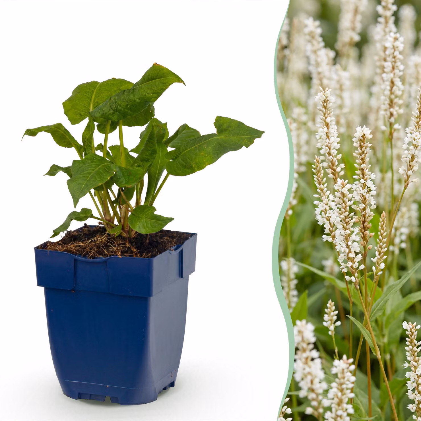 Persicaria ampl. Alba - Poligono - Ombra - Bianco - 12 piante - 15-25cm - Ø11cm - Pianta da giardino