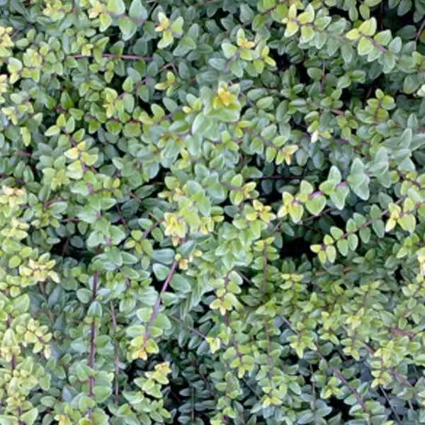 2 piante di *Lonicera nitida* 'Ernest Wilson' (mirtillo americano), in vaso, altezza 15-20 cm