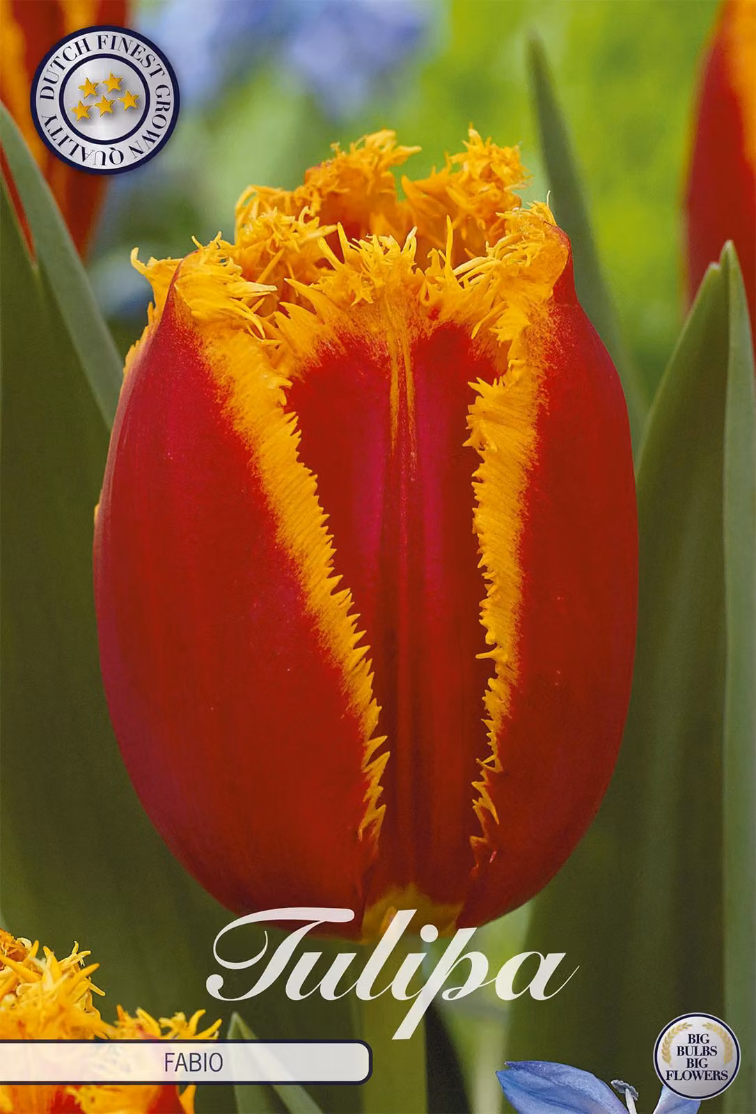 Tulipani Fabio (7 pezzi) | Bulbi di tulipano di Sam van Schooten