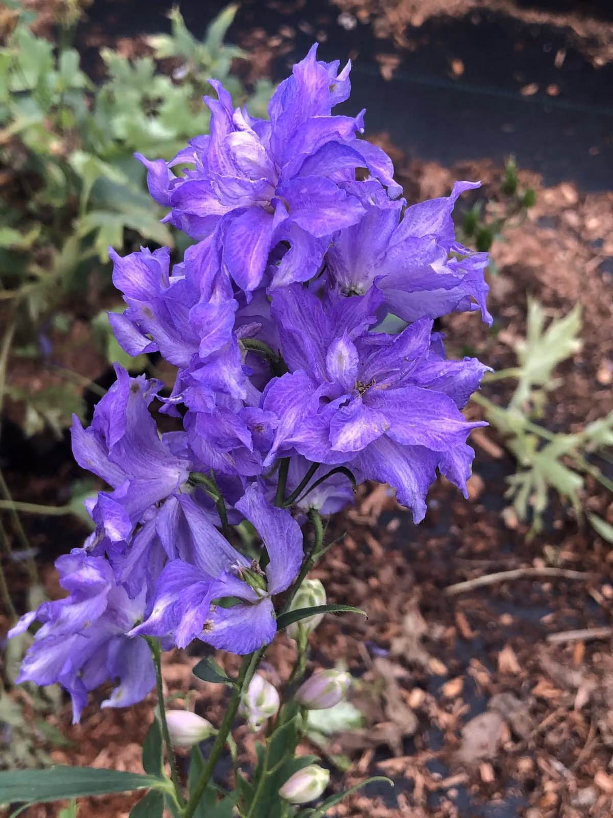 6 xDelphinium hybr. 'Delgenius Breezin' Ð Rittersporn im 9x9 cm Topf