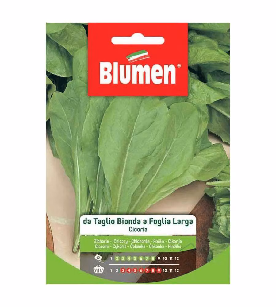 Blumen Cicoria da Taglio Bionda Foglia Larga Sementi Verde-Biondo 0,5 cm