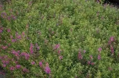 6 x Lythrum sal. 'Swirl' - Loosestrife - vaso 9 x 9 cm