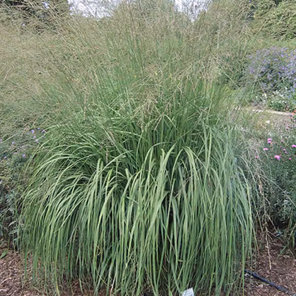 6 piante di erba ornamentale "Windspiel" (Molinia arundinacea), in vaso da 9x9 cm