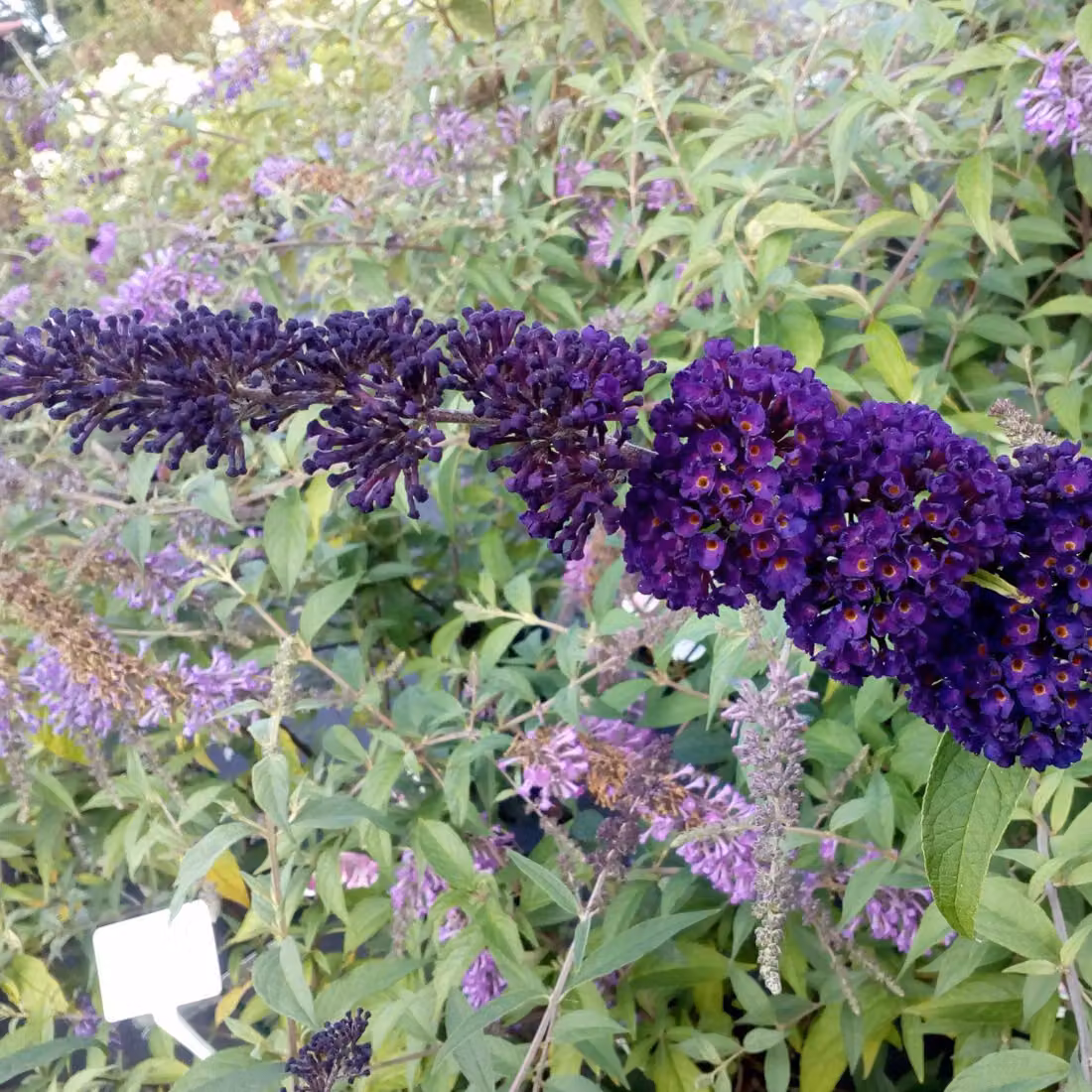 2 piante di Buddleja davidii 'Black Knight' (Sommerflieder), altezza 40-60 cm, in vaso