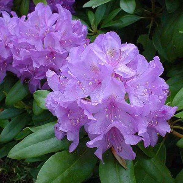 Rhododendron 'Catawbiense' grandiflorum | 60-80 cm, in vaso
