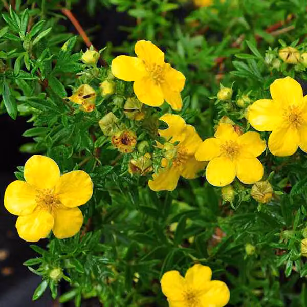 2 piante di potentilla fruticosa 'Goldfinger' | Altezza: 20-25 cm, in vaso