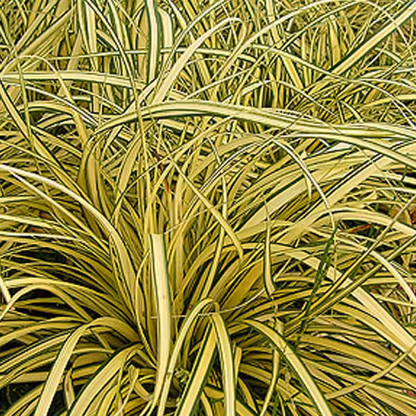 6 piante di Carex oshimensis 'Evergold', varietà a fogliame giallo-verde | Vaso da 9x9 cm