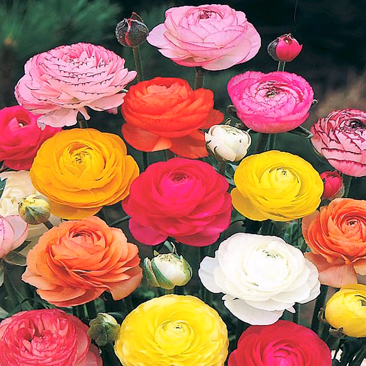 Ranunculus Ranuncolo Mix 15 pz Ranuncoli piantina piantine Bulbi