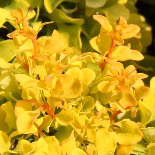 2 piante di Berberis thunbergii 'Tiny Gold' | Altezza: 20-25 cm, fornite in vaso
