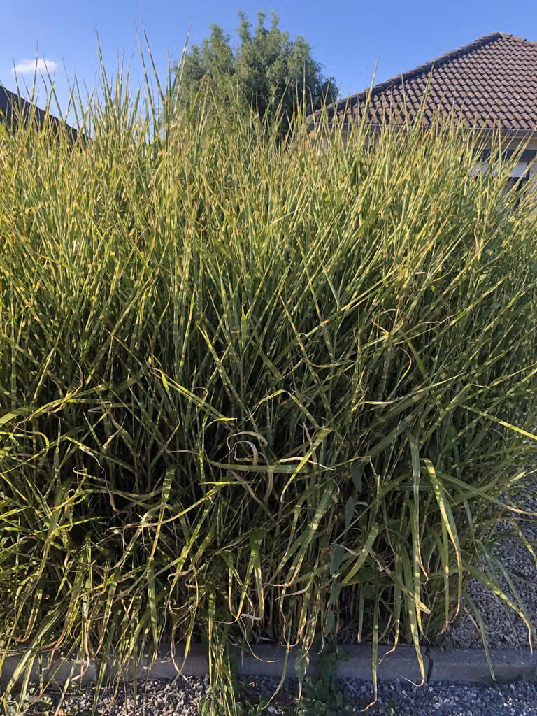 6 x Miscanthus sinensis 'Strictus' - Chinaschilf im topf 9 x 9 cm