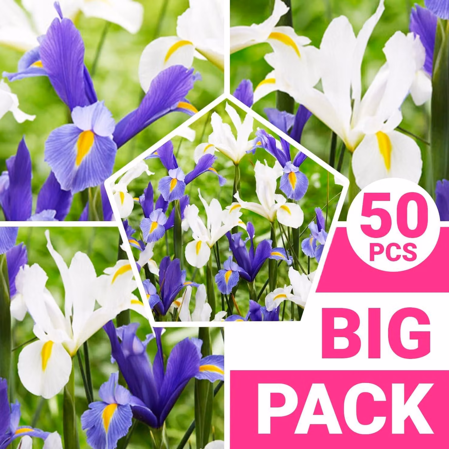 Gigli di spade resistenti al freddo, perenni - Iris olandesi "Blue Paradise", bulbi di fiori - 50 bulbi - Piante provenienti dall'Olanda, adatte a giardino e vaso (bulbi di grandi dimensioni, non semi)