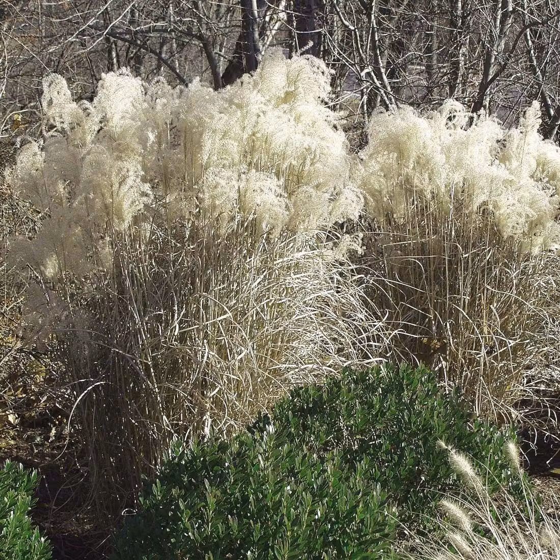 6 piante di *Miscanthus sinensis* 'Graziella' | Vaso da 9x9 cm