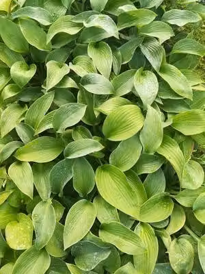 6 x Hosta hybr. 'Big Mama' - Hosta - vaso 9 x 9 cm