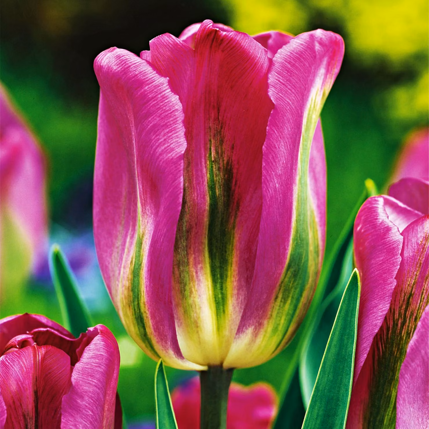 Tulipani Bulbi Bulbi Fiori Viridiflora Tulipano Nightrider 5 pz.