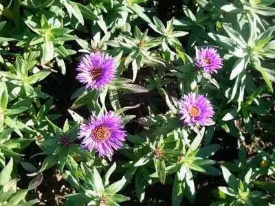 6 x Aster n.-a. 'Purple Dome' - Astro autunnale - Vaso 9 x 9 cm