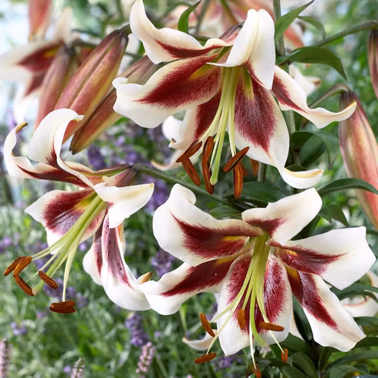 Bulbi di giglio resistenti al gelo, perenni - Giglio Beverly Dreams, varietà gigante - 3 bulbi - Bulbi di fiori resistenti al gelo, provenienti dai Paesi Bassi (grandi bulbi, senza semi, non trattati artificialmente)