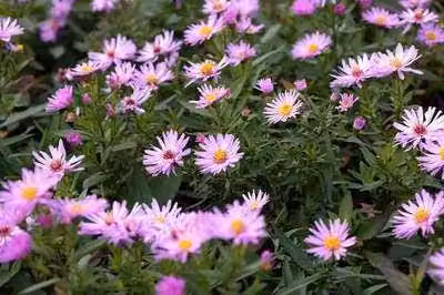 6 x Aster dum. 'Herbstgruss Vom Bresserhof' - Astro autunnale - vaso 9 x 9 cm
