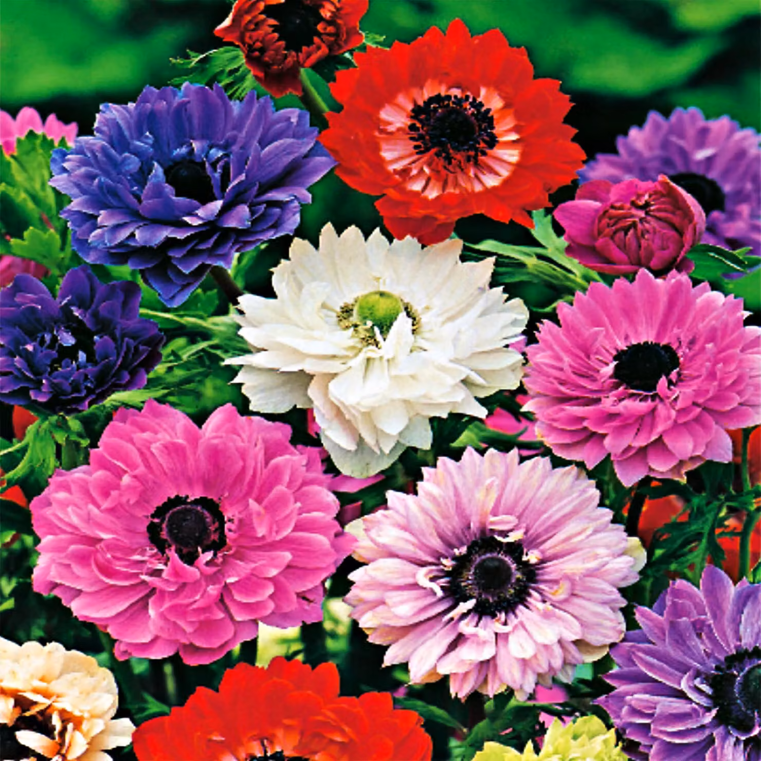 Anemone Full St Brigid Mix 10 pz Anemoni Bulbi di anemone