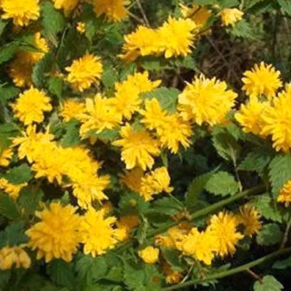 2 piante di *Kerria japonica* 'Pleniflora' (ranuncolo giapponese), in vaso, altezza 50-60 cm