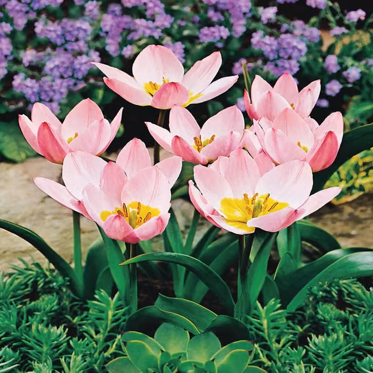 Tulipani Bulbi Fiori Botanici Tulipano Saxatilis 5 pz.