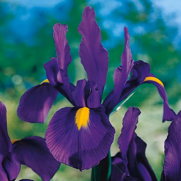 Iris olandese Discovery Purple viola 10 bulbi bulbi da fiore
