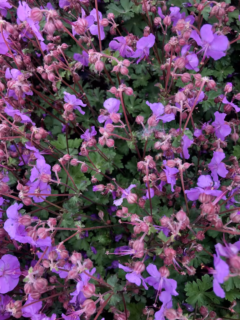 6 xGeranium cantabrigiense 'Karmina' - Storchschnabel - topf 9 x 9 cm