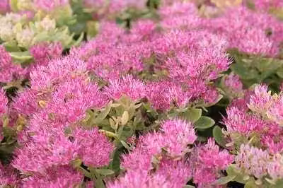 6 x Sedum spect. 'Meteor' - Foglia grassa - vaso 9 x 9 cm