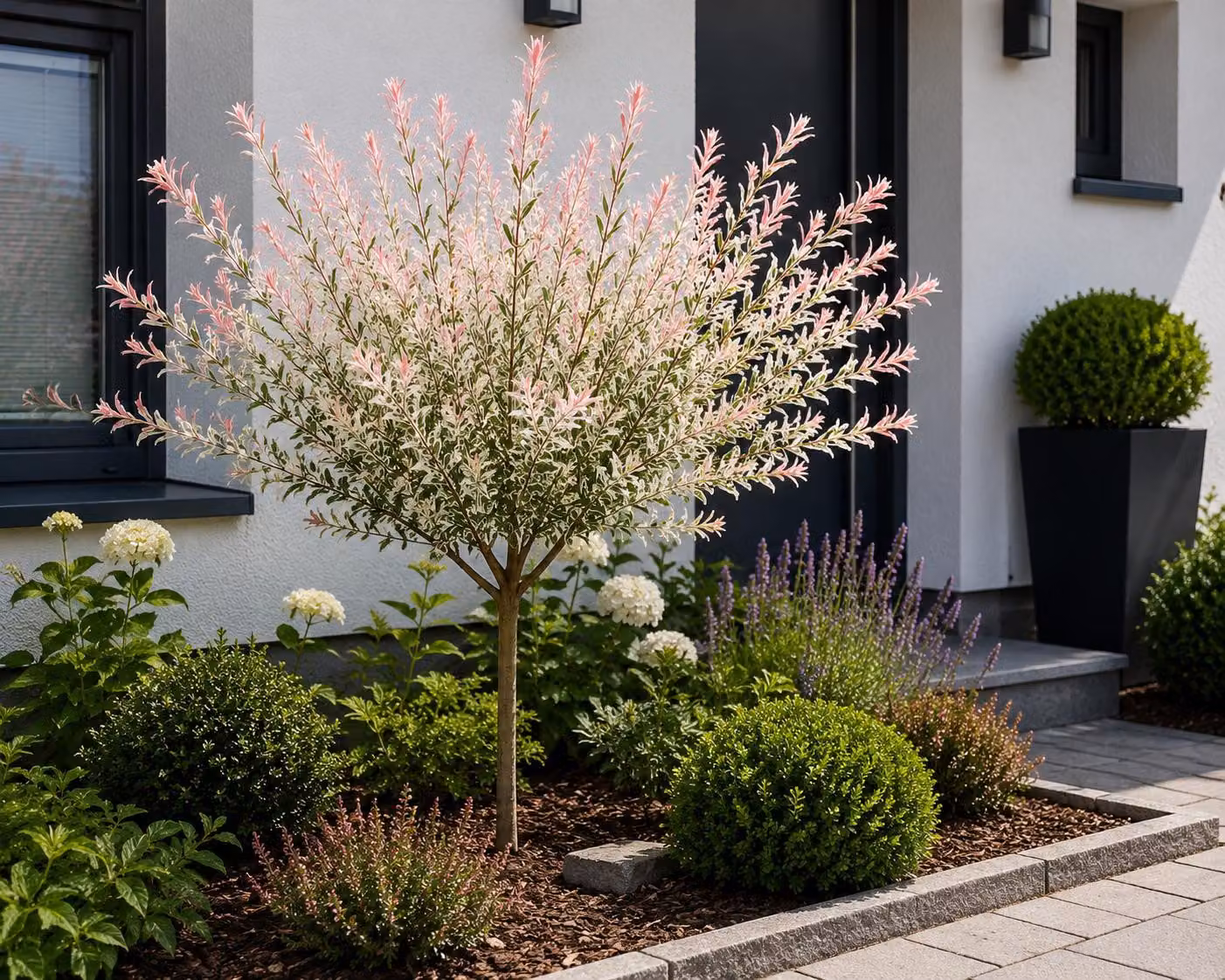 Salice arlecchino, fusto 120–140 cm – Salix integra Hakuro Nishiki – Salice ornamentale, resistente al freddo, perenne, a radice superficiale, pianta da giardino