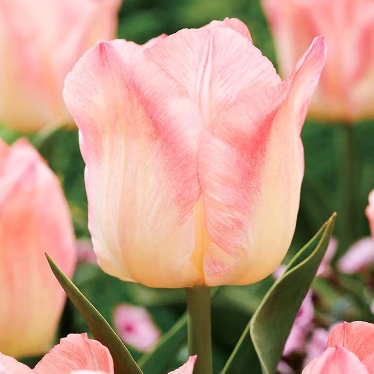 Tulipani Bulbi da fiore Bulbi da fiore Bulbi di tulipano Tulipano Pink Dream 5 pz.