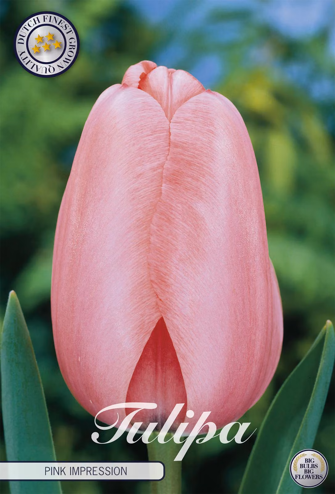 Tulipa - Ibrido di Darwin - Rosa Impressione