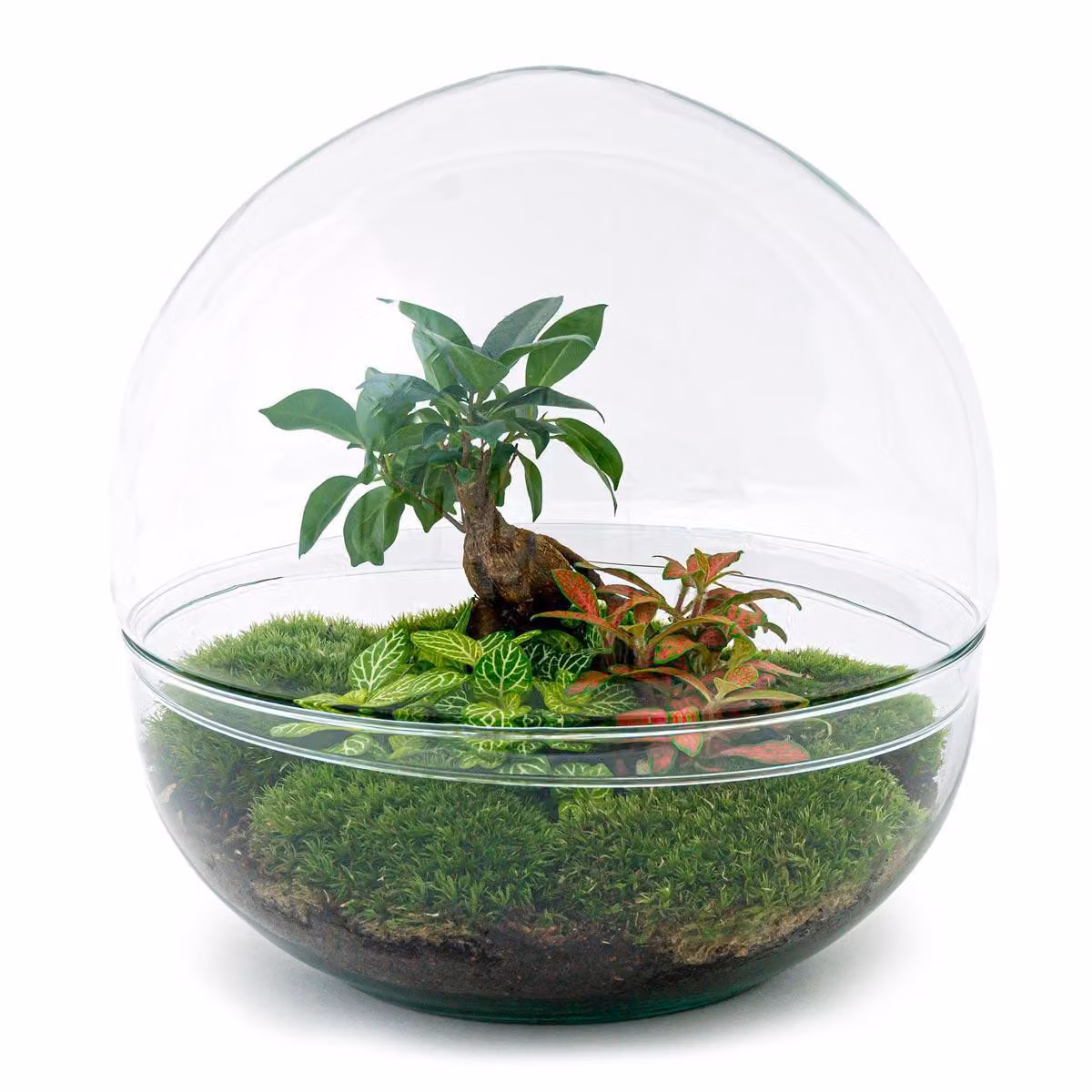 Terrario fai da te - Cupola Xl - Ficus Ginseng Bonsai - ↕ 30 Cm