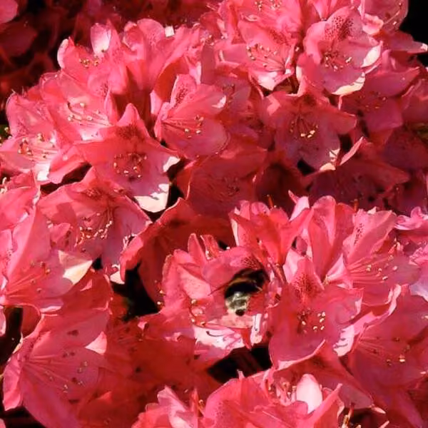 Rhododendron 'Nova Zembla' | 40-50 cm, in vaso