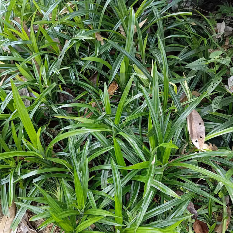 Giappone - Carex morrowii Irish Green - 4 piante da 17cm - altezza circa 50cm