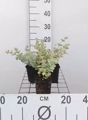 6 x Sedum sieboldii - Foglia grassa - vaso 9 x 9 cm