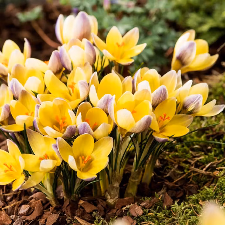 Bulbi da fiore Bulbi da fiore Crocus spring crocus Advance 10 pz.
