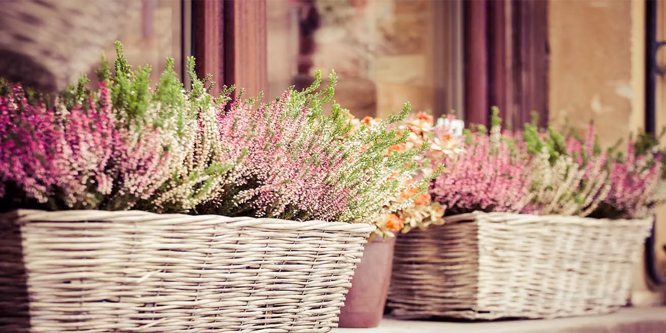 Pannello protettivo per cucina Tulup® in vetro temperato - 100x50 - Protezione anti-schizzi. Motivo: fiori e piante, lavanda in vaso