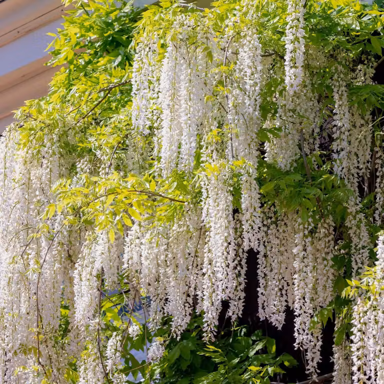 Wisteria floribunda 'Alba', pianta rampicante con fiori bianchi