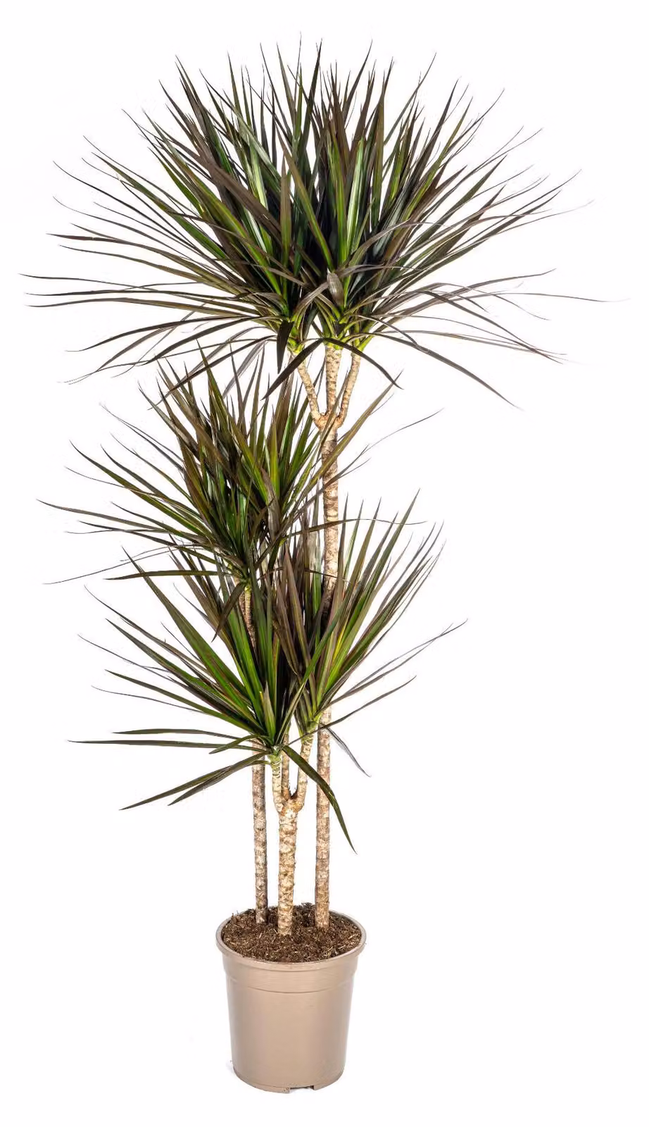Dracaena Marginata Magenta 24cm di fioritura - altezza 130-150cm