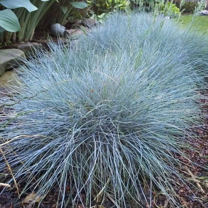 Festuca glauca Elijah Blue 1L