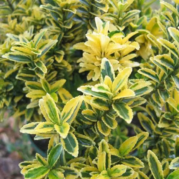 2 piante di Euonymus japonicum - varietà Euonymus japonicus microphyllus 'Aureovariegatus', in vaso, altezza 20-30 cm