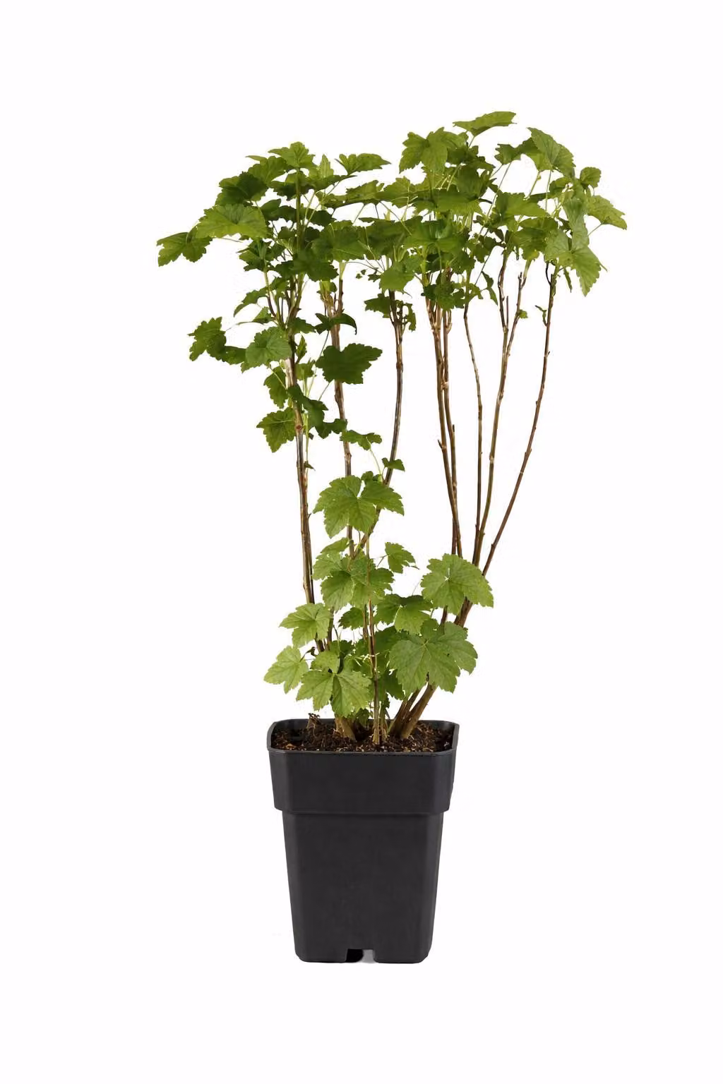 Ribes nero Ben Nevis 50-60 cm – Ribes nigrum, bacche grandi, resistente al freddo, arbusto da frutto molto produttivo per giardini e vasi