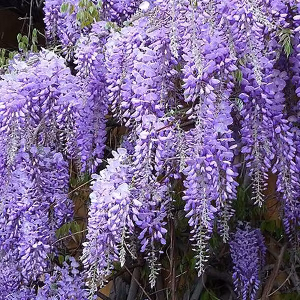 Blauregen - Wisteria sinensis 'Prolific' | 50-60 cm in vaso