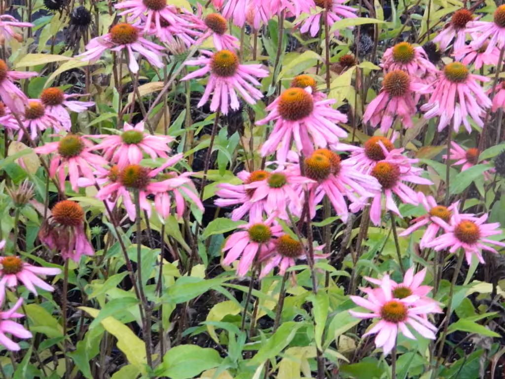 6 x Echinacea Purpurea - Cavolfiore - vaso 9x9 cm
