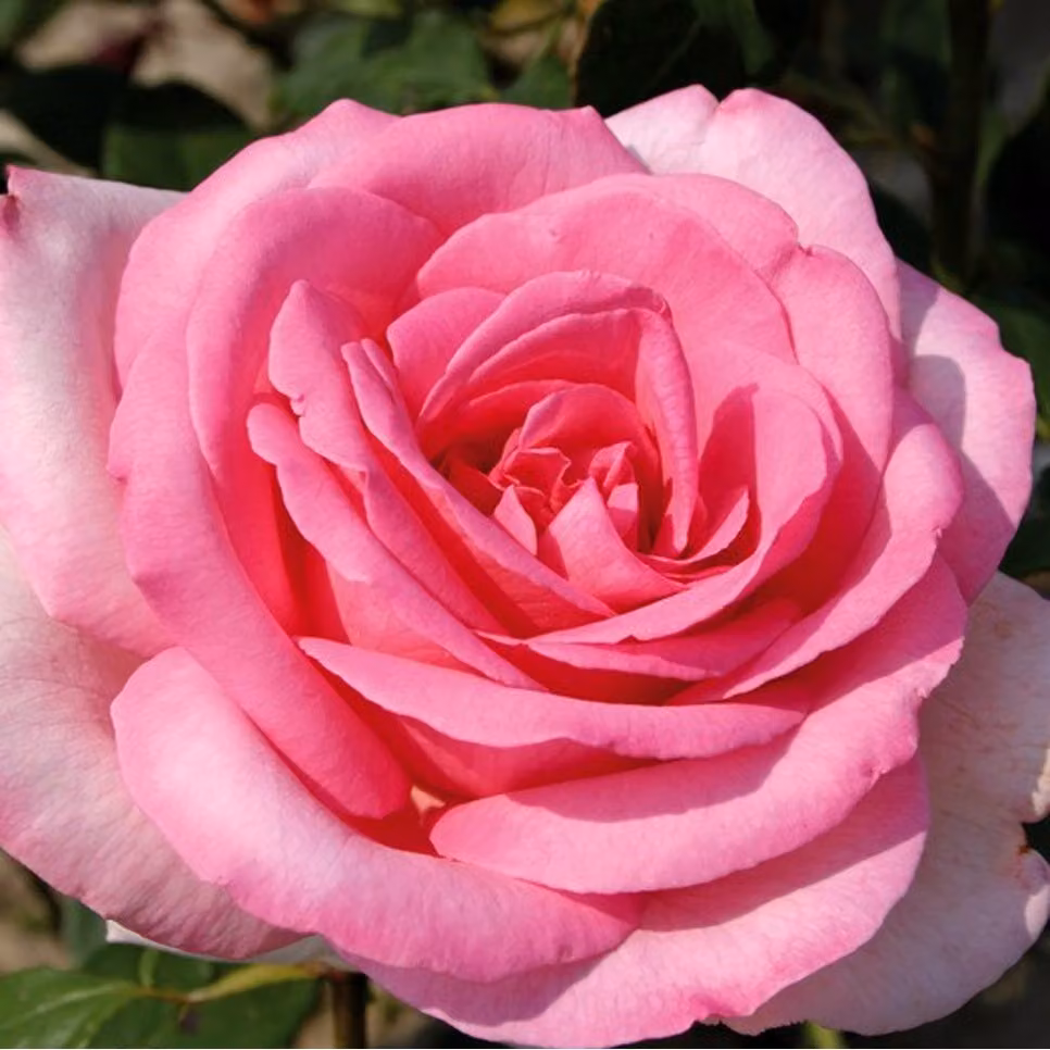 Rosa - Kordes Eleganza® Rose - Rosa 'Sweet Parole'®