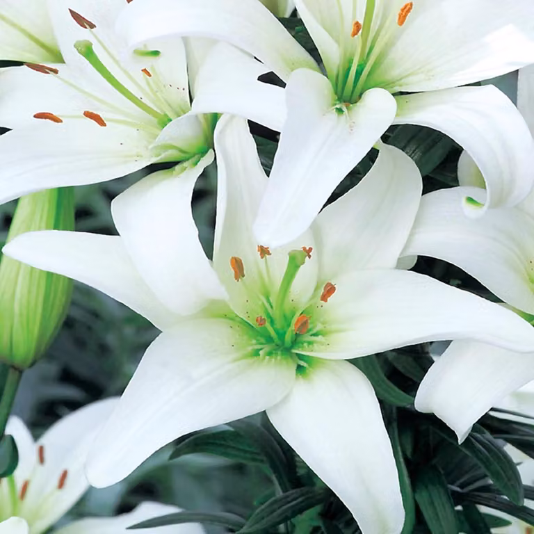 Canova Giglio Asiatico Bianco 1 pz Gigli bulbi Gigli bulbi