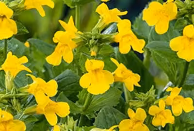 6 x Mimulus luteus - Fiore del giocoliere - vaso 9 x 9 cm x 9 cm